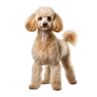 Poodle dog depicted in full body stance, showcasing its curly fur, on a clean transparent background for versatile use. png