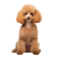A full-bodied poodle dog stands poised, its curly fur detailed against a transparent backdrop, indicating a clean cut-out for versatile use. png