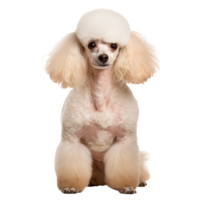 Poodle dog in full stance, groomed coat, visible against a transparent background, showcasing its elegant posture and distinctive curly fur. png