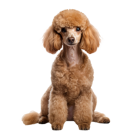 Poodle dog depicted in full body view, showcased against a transparent backdrop for versatile use in various designs. png