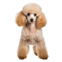 A neatly groomed poodle stands in full profile view, its curly fur displayed against a transparent background, highlighting its elegant build. png