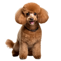 Full-body illustration of a poodle dog, with distinct curly fur, displayed on a transparent background, showcasing its elegant breed-specific features. png