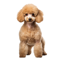 Full-body Poodle dog stands alert with fluffy coat and elegant posture, displayed on a transparent background for versatile use. png