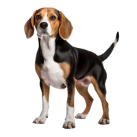 Beagle dog stands in full profile with tri-color coat, ears drooping, and tail up, all rendered against a transparent backdrop. png
