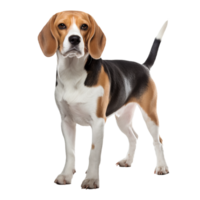 Beagle dog in full stance, with a clear, transparent background showcasing its tricolor coat, floppy ears, and friendly demeanor. png