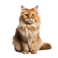 A fluffy Persian cat in its entirety, showcased against a clear backdrop allowing for seamless integration in different settings. png