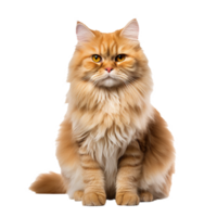 A fluffy full-body Persian cat with a luxurious coat and calm expression, isolated on a transparent background. png