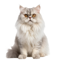 Persian cat showcased in entirety, poised gracefully, set against a clear, transparent backdrop. png