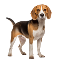 A Beagle dog stands in full view, its tricolor coat vivid against the transparent background, showcasing its perky ears and friendly demeanor. png
