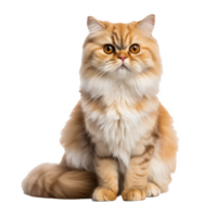 Persian cat depicted in its entirety, showcasing its long, luxurious fur and distinct features, displayed on a clear, invisible backdrop. png