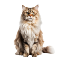 persa gato en lleno pose, mullido y elegante, con claro, detallado pelo, desplegado en contra un transparente fondo para versátil usar. png