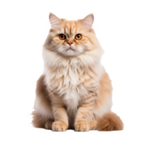Persian cat with fluffy fur in full-body view, isolated on a transparent background for a clear, detailed image. png