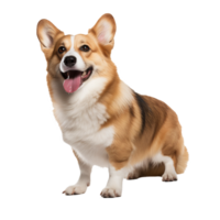 A Pembroke Welsh Corgi, full-bodied and alert, stands on a clear backdrop, showcasing its short legs, foxy face, and fluffy tail. png