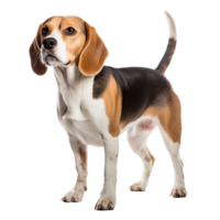 Beagle dog standing, displaying full body, clear defined features, on a transparent background for versatile use. png