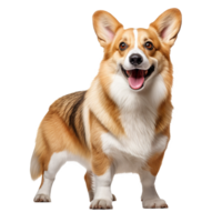 A full-body illustration of a Pembroke Welsh Corgi, depicted in a lively stance with its distinct fluffy fur texture, set against a transparent backdrop. png