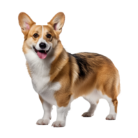 A full-bodied Pembroke Welsh Corgi dog stands alert on a transparent background, with its fluffy coat and erect ears displayed. png