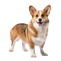 Pembroke Welsh Corgi, full-bodied and alert, stands on a clear transparent background showcasing its compact frame and perky ears. png