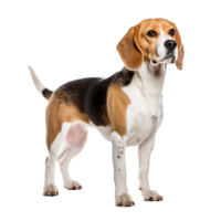 A Beagle dog stands in full view, its tri-color coat vividly displayed against a transparent background, capturing the breed s spirited essence. png