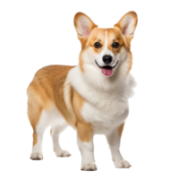 Pembroke Welsh Corgi, full body displayed, stands alert on a transparent background, showcasing its short stature and foxy features. png