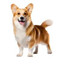 A full-body illustration of a Pembroke Welsh Corgi, with its characteristic stubby legs and foxy face, displayed on a transparent background. png