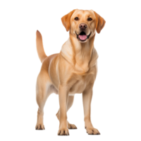 A full-body image of a Labrador Retriever, well-defined and displayed against a transparent background for versatile use. png