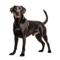 Labrador Retriever standing side-on with a shiny coat and alert expression, isolated on a clear background for versatile use. png