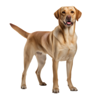 Labrador Retriever standing side-view with entire body visible against a transparent backdrop. png