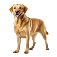 A full-body image of a Labrador retriever, standing alert, depicted on a transparent background for easy overlay. png