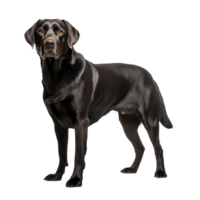 A full-bodied Labrador Retriever stands, its friendly demeanor captured in clear detail against a seamless transparent backdrop, ready for use in various designs. png