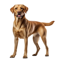 A full body image of a Labrador Retriever, standing poised, displayed against a transparent background for clear visibility. png