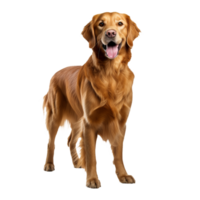 Golden retriever stands in full view, its fluffy coat shimmering, poised against a clear transparent backdrop. png