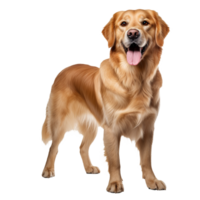 Golden retriever in full stance, displaying its lush coat and friendly demeanor against a clear backdrop. png