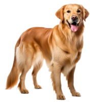Golden retriever dog image, full body displayed, isolated on a clear, transparent background for versatile use. png