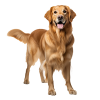 Golden retriever in full view stands alert on a transparent backdrop, showcasing its lush coat and friendly demeanor. png