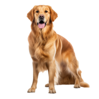 Golden retriever dog, full body displayed, stands on a clear transparent background, showcasing its friendly demeanor and lush coat. png