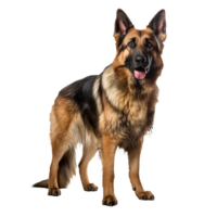 Full-body image of a German Shepherd dog standing alert, detailed fur texture, on a clean transparent background for easy overlay. png