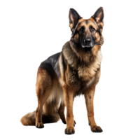 German shepherd, full-bodied pose, clear-cut on transparent background, showcasing its muscular build and attentive stance. png