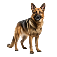 German shepherd dog, full-body pose, showcased clearly against a transparent backdrop. png