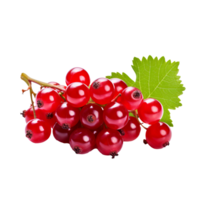 Red currant fruit cluster with leaves and stem, ripe and glossy, displayed in entirety, isolated on a transparent backdrop. png