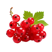 Currant fruit with a detailed full body depiction isolated on a transparent background for versatile use. png