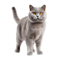 British Shorthair cat in full body pose, displayed against a transparent background, showcasing its plush coat and sturdy build. png