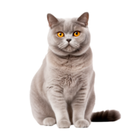 British Shorthair cat shown in its entirety, displayed against a clear, transparent backdrop for easy visual integration. png