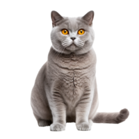 British Shorthair cat in full view, with dense coat, displayed against a clear, transparent background for easy editing. png