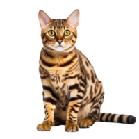 A full-body Bengal cat, with its distinctive spotted coat, elegantly stands on a transparent background, showcasing its striking patterns and lithe form. png