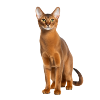 An Abyssinian cat, with its warm ticked coat and attentive gaze, stands gracefully in full view against a clear, transparent background. png