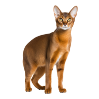 A full-bodied Abyssinian cat poised gracefully, its warm-hued fur and alert expression captured against a clear, transparent backdrop. png