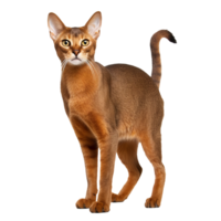 Abyssinian cat, poised and elegant, with its rich ticked coat and alert gaze, stands in full profile against a clear, transparent backdrop. png