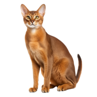 A sleek Abyssinian cat, with a ticked coat and alert expression, stands poised in full body view against a sheer background. png