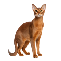 An Abyssinian cat displayed in full body, with its vibrant coat and slender build, set against a transparent background for a clear view. png