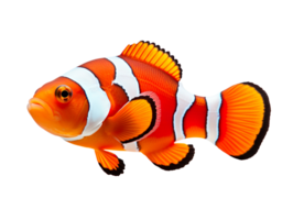 Clownfish isolated on transparent background png